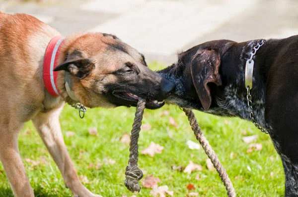 Jugar Perros Animal Compañía —  Fotos de Stock