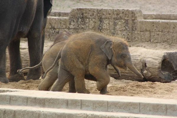 Éléphant Savane Animal Nature Mammifère Faune — Photo