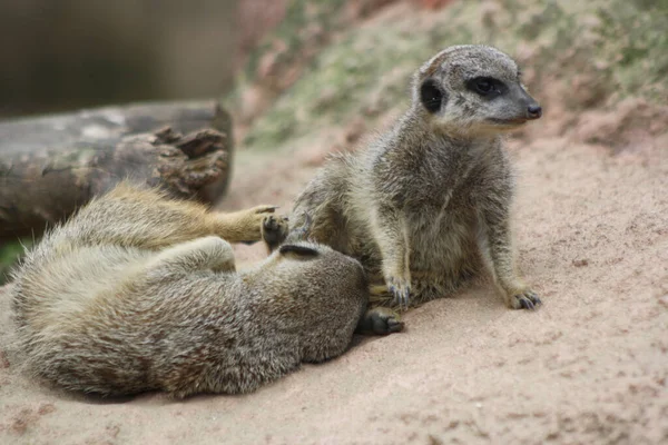 Animais Meerkat Vida Selvagem Suricata Suricatta — Fotografia de Stock