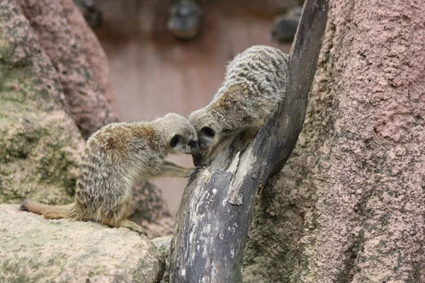 Vida Selvagem Meerkat Suricata Suricatta — Fotografia de Stock