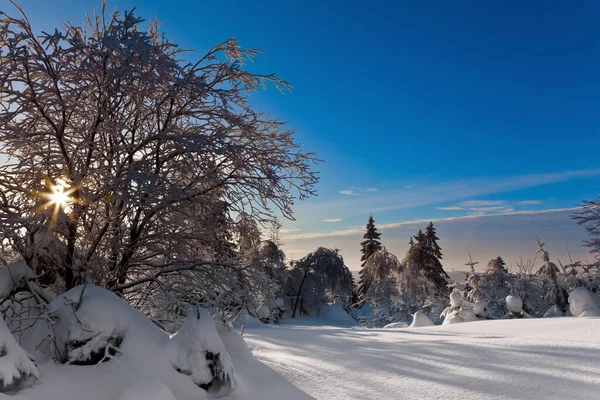 雪に覆われた木々の冬の風景 — ストック写真