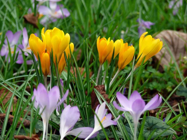 Пелюстки Квітів Кроку Весняна Флора — стокове фото