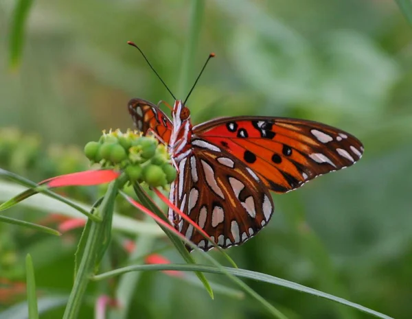 Vista Primer Plano Hermosa Mariposa Colorida — Foto de Stock