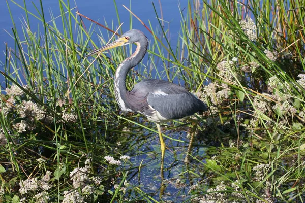 Vacker Utsikt Över Heron Fågel Naturen — Stockfoto