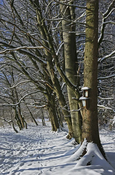 Neve Árvores Cobertas Floresta — Fotografia de Stock