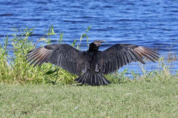 Vista Panorámica Hermoso Pájaro Naturaleza — Foto de Stock