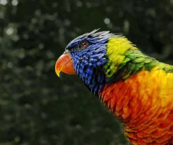 Schöne Aussicht Auf Den Papagei Der Natur — Stockfoto