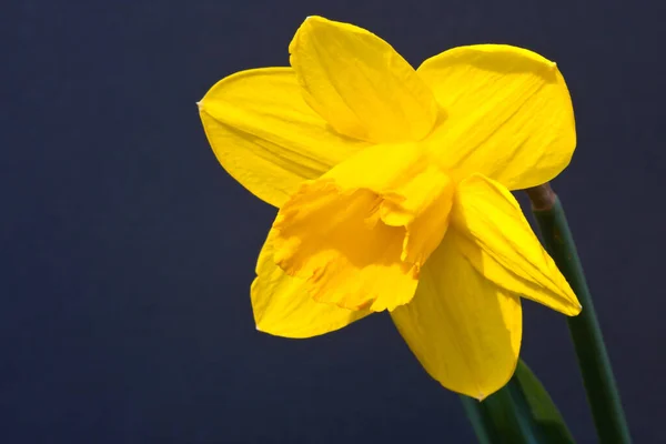 Krásná Jarní Květina Narcis Narcis — Stock fotografie