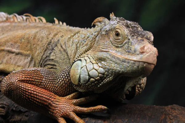 Egzotyczne Zwierzę Jaszczurka Iguana — Zdjęcie stockowe