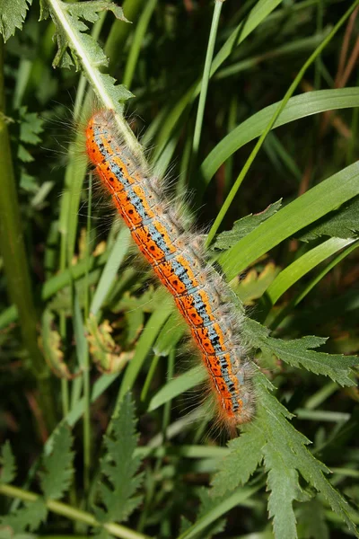 Moonbird Creeper Phalera Bucephala — Photo