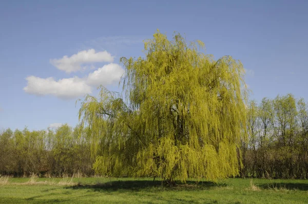 Přírodní Flóra Vrbové Větve — Stock fotografie