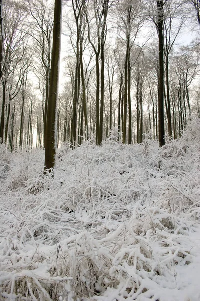 Inverno Habichtswald Kassel — Fotografia de Stock