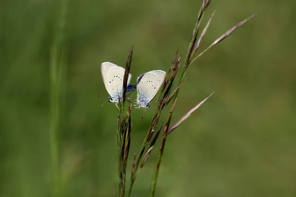 Nahaufnahme Von Schönen Bunten Schmetterling — Stockfoto