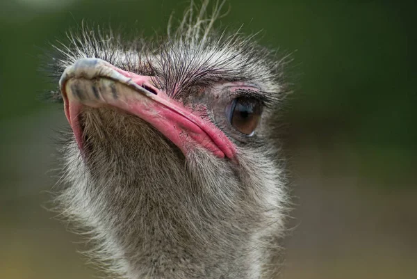 Porträt Afrikanischer Strauß Struthio Camelus — Stockfoto