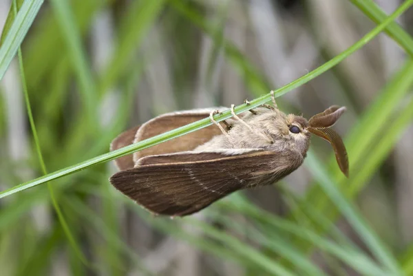 Närbild Bild Vackra Färgglada Fjäril — Stockfoto