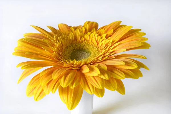 Flores Amarillas Pétalos Flora Follaje — Foto de Stock