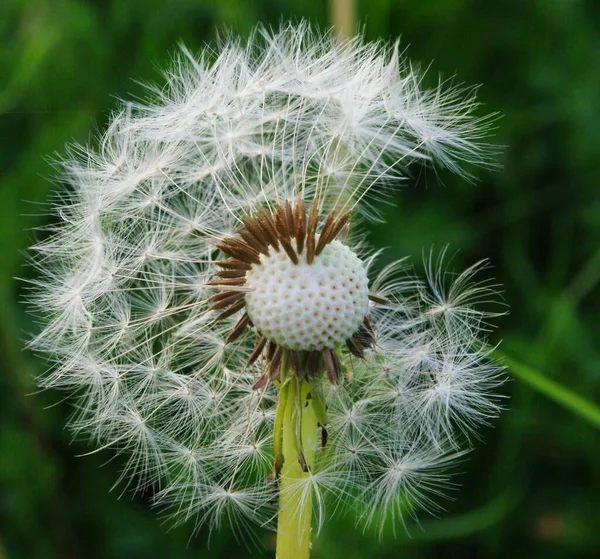 Belle Vue Sur Fleur Naturelle Pissenlit — Photo