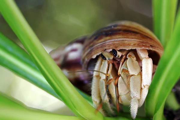 Hermit Crab Maldives — Stock Photo, Image