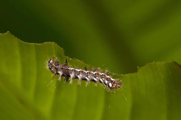 冬虫夏草小さな虫 — ストック写真