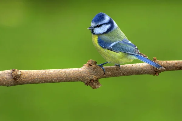 Malerische Ansicht Der Schönen Meise Vogel — Stockfoto