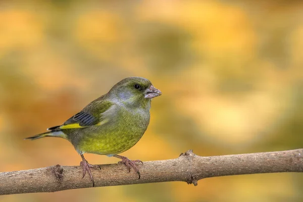 Vista Panorámica Hermoso Pájaro Naturaleza — Foto de Stock