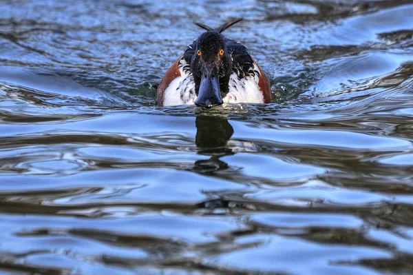 Schilderachtig Uitzicht Prachtige Lepelaar Vogel — Stockfoto