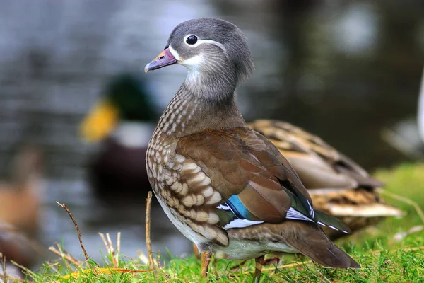 Pato Mandarín Pájaro Emplumado —  Fotos de Stock