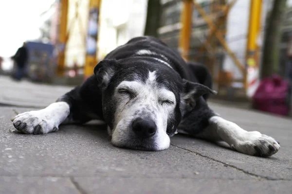 Hund Toest Vor Einem Geschäft — Stockfoto