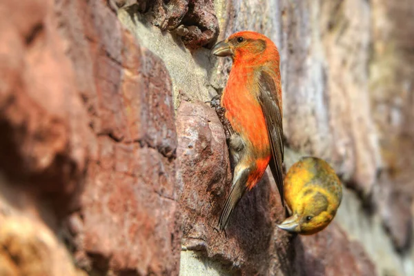 Bird Watching Cute Bird Wild Nature — Stock Photo, Image