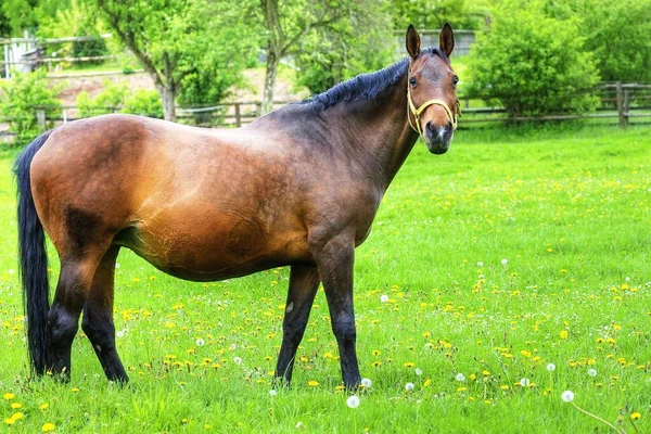 昼間は屋外の馬 — ストック写真