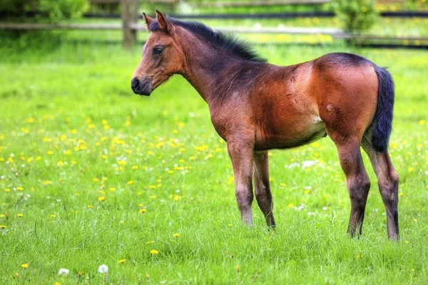 Pferde Tagsüber Freien — Stockfoto