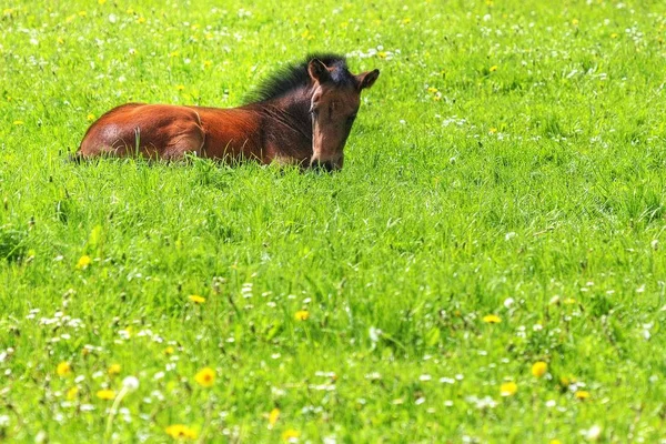 Caballos Aire Libre Durante Día —  Fotos de Stock