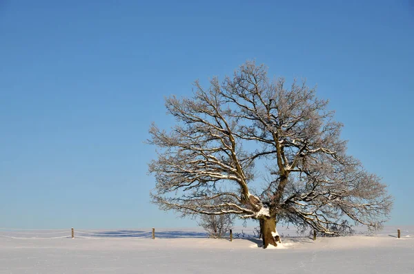 Belle Vue Sur Paysage Hivernal — Photo