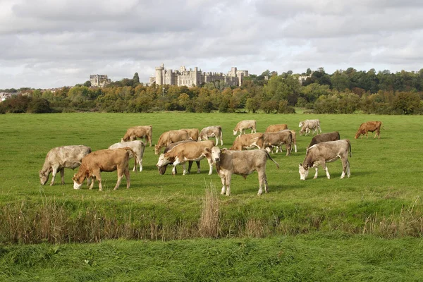 Castillo Arundel West Sussex Inglaterra — Foto de Stock