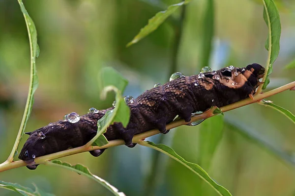 Vers Chenille Insecte Nature — Photo