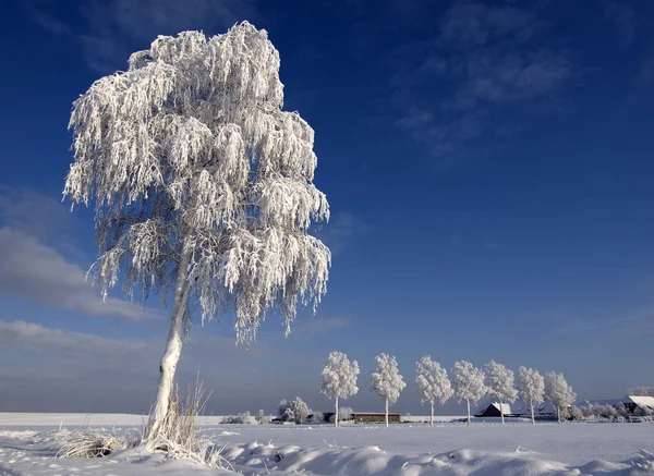 Vista Una Escena Invierno — Foto de Stock