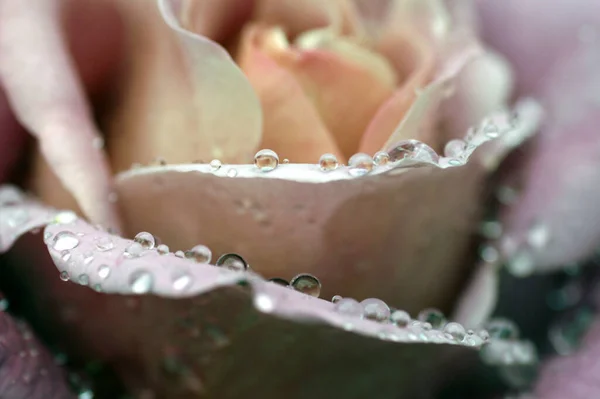 Růže Perlovým Náhrdelníkem — Stock fotografie