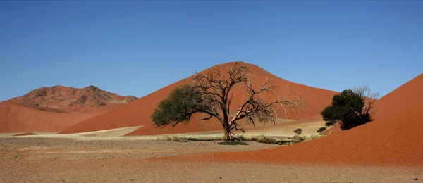 Wüste Namib Namibia — Stockfoto