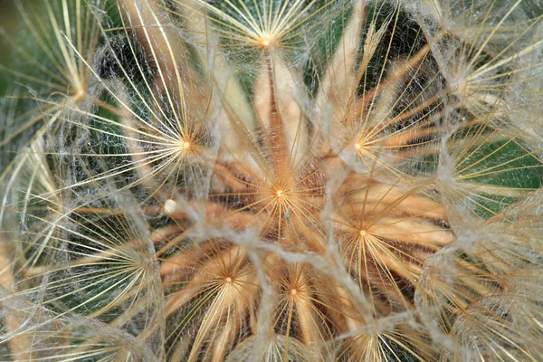 Piękne Botaniczne Ujęcie Naturalna Tapeta — Zdjęcie stockowe