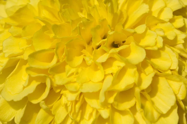 Крупним Планом Жовта Квітка Чорнобривця — стокове фото