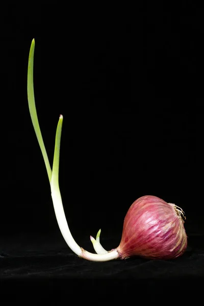 Cebolla Primavera Sobre Negro — Foto de Stock