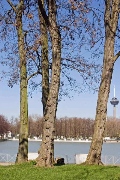 Utsikt Över Parken Våren — Stockfoto