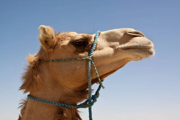アラビアラクダ動物哺乳類 — ストック写真
