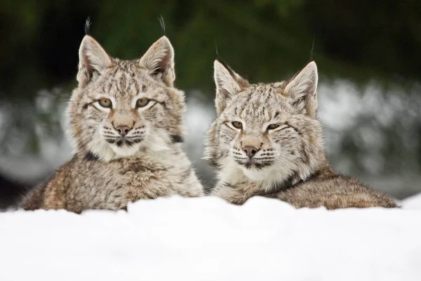 Schilderachtige Kijk Jonge Dieren — Stockfoto