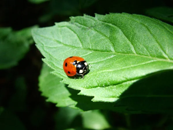 Ladybird Listové Mátě — Stock fotografie
