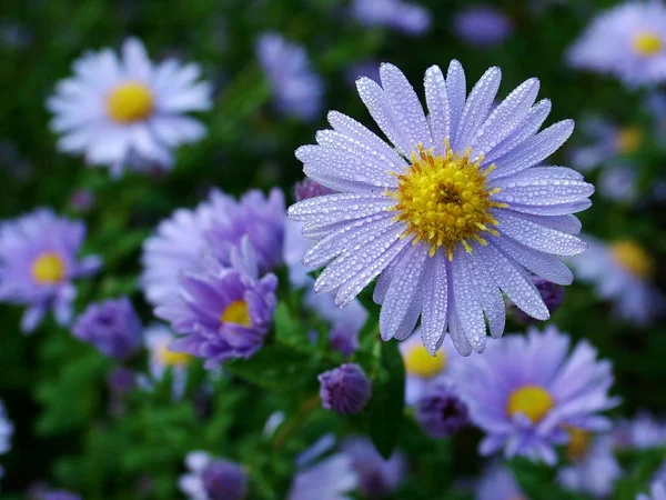 Sommar Flora Blomma Och Botanik Koncept — Stockfoto