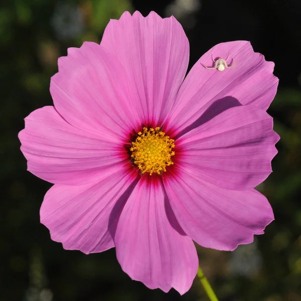 Cosmea Krabbenspinne 119 059 — Stock Photo, Image