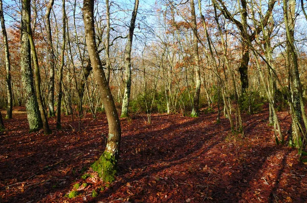 Toskanische Landschaft Mittelitalien — Stockfoto