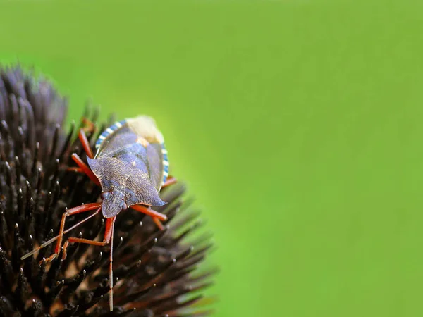 Kumbang Hutan Pada Bunga Echinacea Layu — Stok Foto