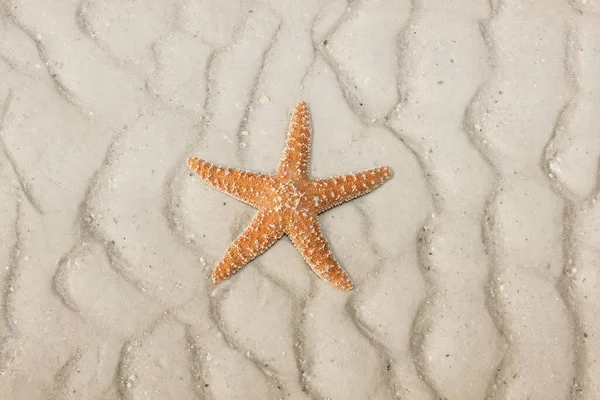 Seestern Einem Tropischen Strand — Stockfoto